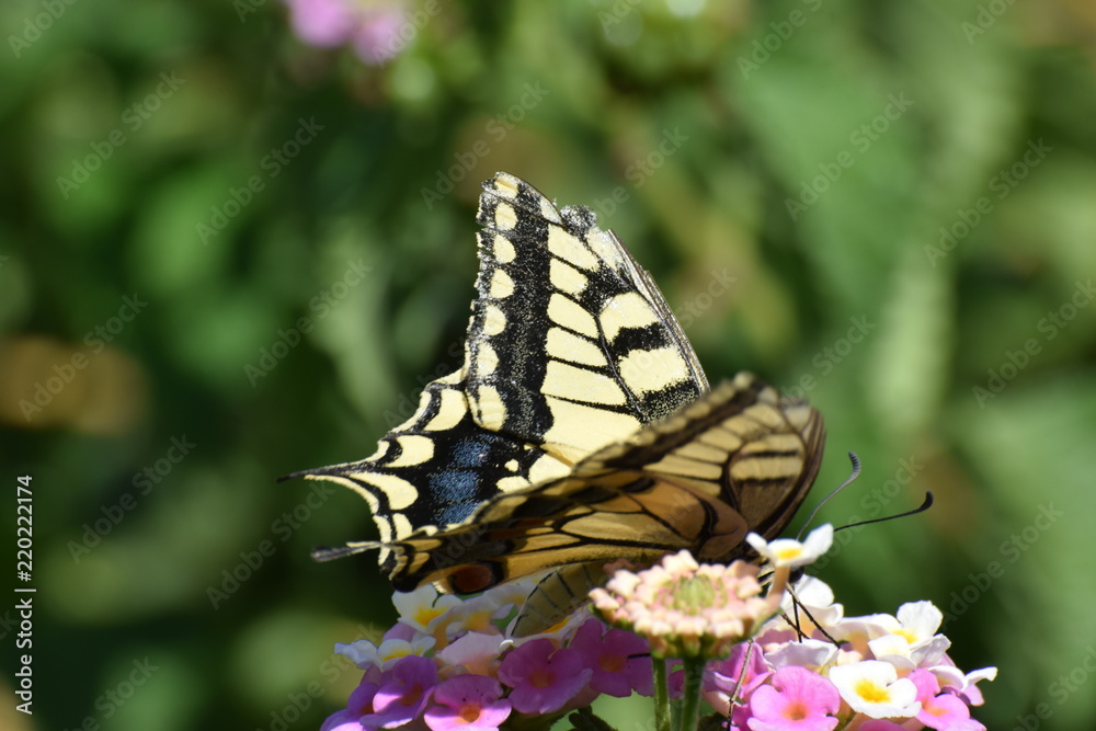 swallowtail butterfly in Cyprus swallowtail butterfly in Cyprus