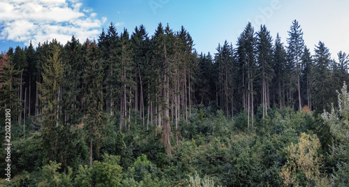Forest background with spruce trees. Hills covered with coniferous dense forest in Suceava  Romania. Distant mountain range and thin layer of fog on the valleys.