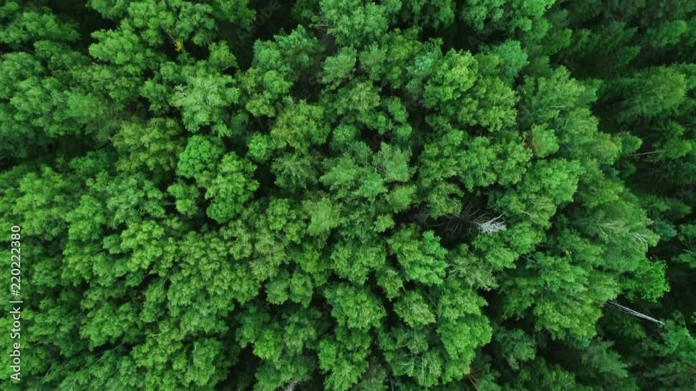 A view from above of wildlife. Panoramic view of the forest thicket in the summer. A view from above of wildlife. Panoramic view of the forest thicket in the summer.