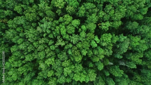 A view from above of wildlife. Panoramic view of the forest thicket in the summer. 