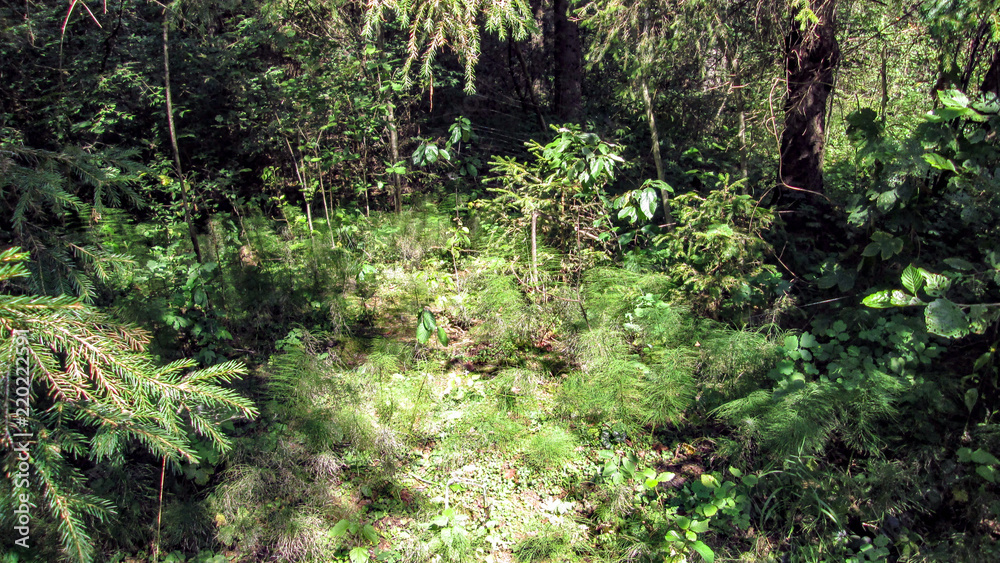 Summer forest Summer forest