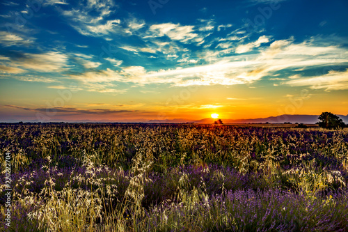 Sunrise over blooming lavender fields photo