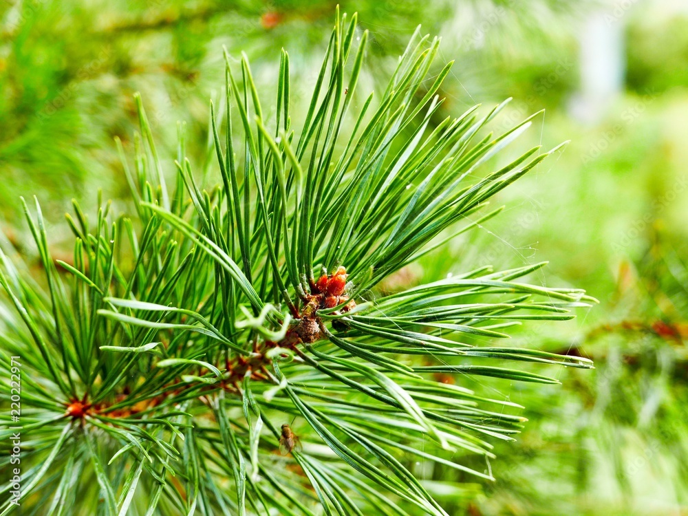 Amazing Christmas tree Amazing Christmas tree