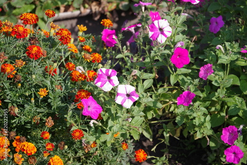 bright field of flowers close-up