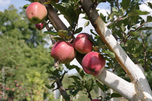 ripe red apples on a tree