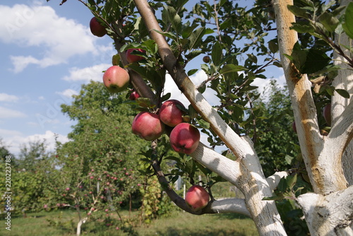 ripe red apples on a tree
