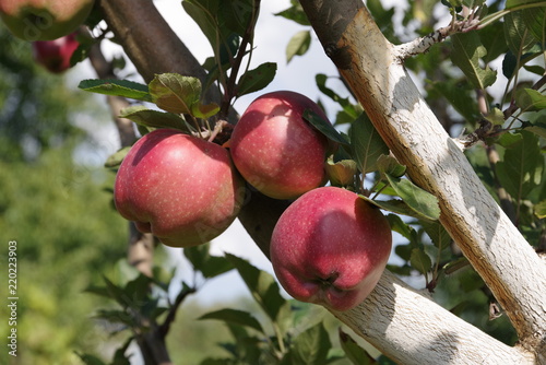 ripe red apples on a tree