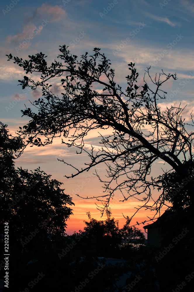 Sunset in the village, a tree silhouette