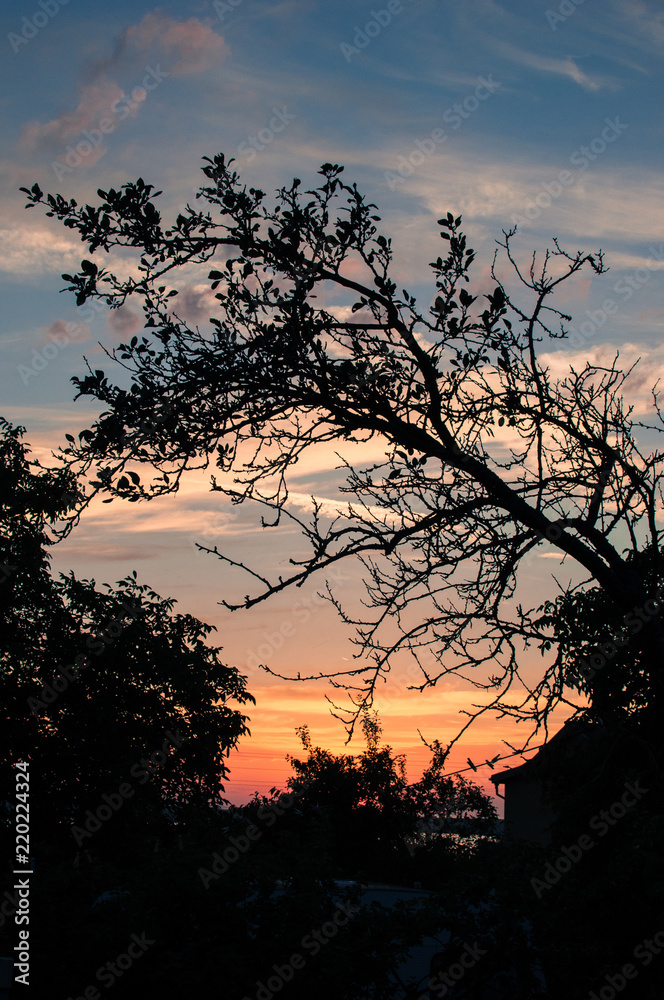 Sunset in the village, a tree silhouette Sunset in the village, a tree silhouette