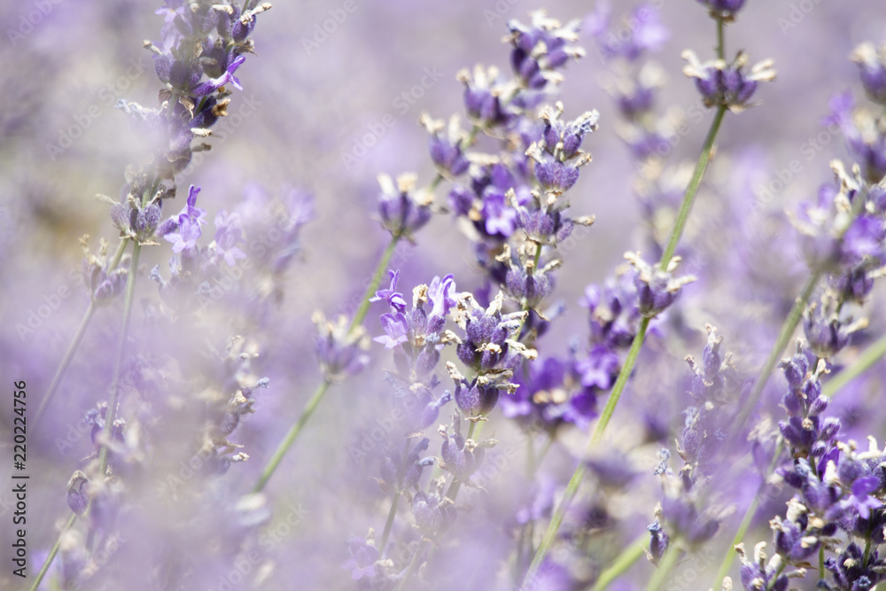 Fototapeta premium Lavendel
