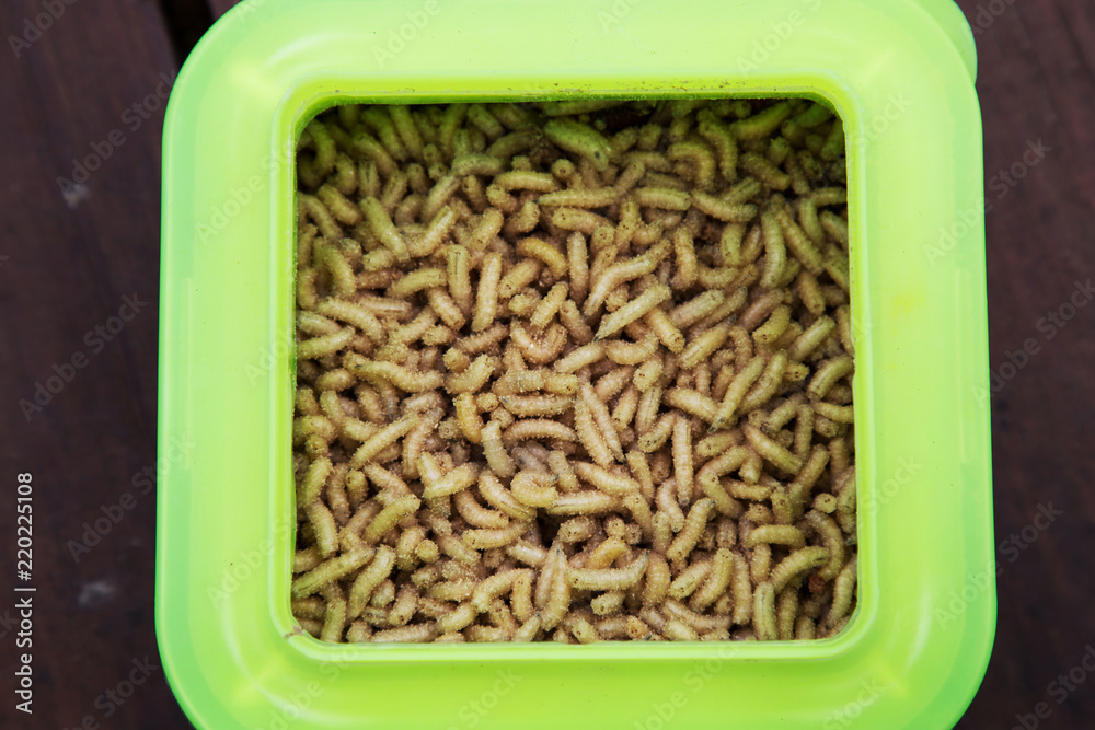 Container with white maggots. White worms used as fishing bait