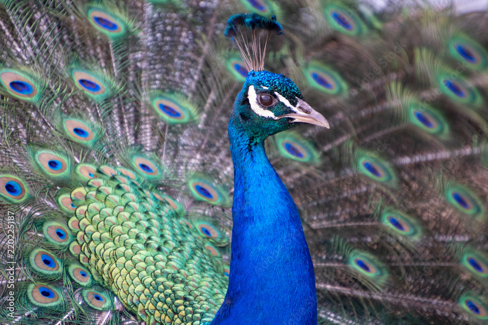 Obraz premium A Blue or Indian Peacock (Pavo cristatus), member of the pheasant family, proudly displays his beautiful plumage.