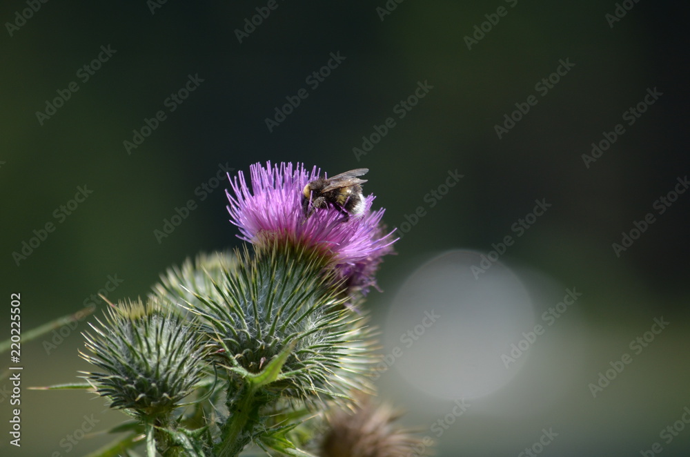 bardane abeille 1 bardane abeille 1