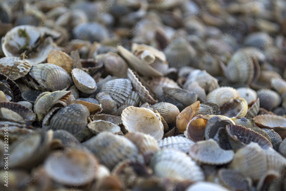 Mollusk shells. Seashells background. Texture of seashells, close up. Mollusk shells. Seashells background. Texture of seashells, close up.