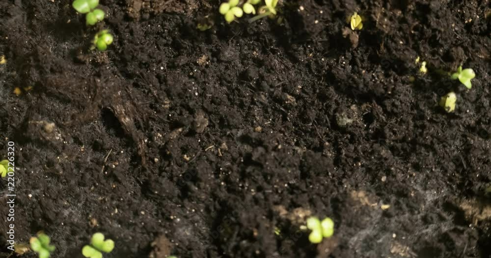 growing small plants on brown ground background place for text, time lapse growing small plants on brown ground background place for text, time lapse
