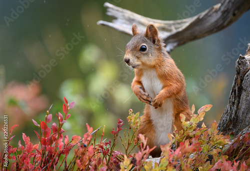 Red squirrel (Sciurus vulgaris) in fall