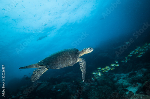 Green sea turtle swimming in the Galapagos island. © RLS Photo
