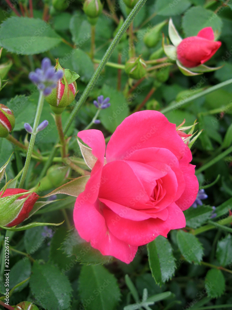 Pink rose flowers on the rose bush in the garden in summer Pink rose flowers on the rose bush in the garden in summer