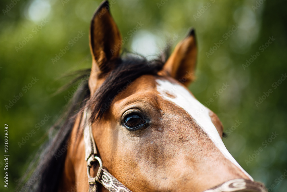 Naklejka premium Portrait of beautiful horse in summer