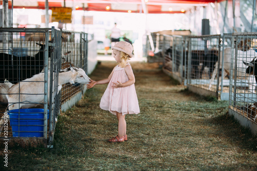 Cute 2 year old girl interacting with the livestock at the fair