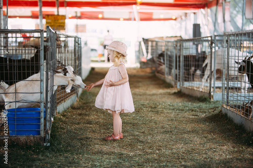 Cute 2 year old girl interacting with the livestock at the fair