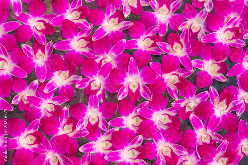 Pink orchid flowers over water surface close up, use for background image. © winning7799