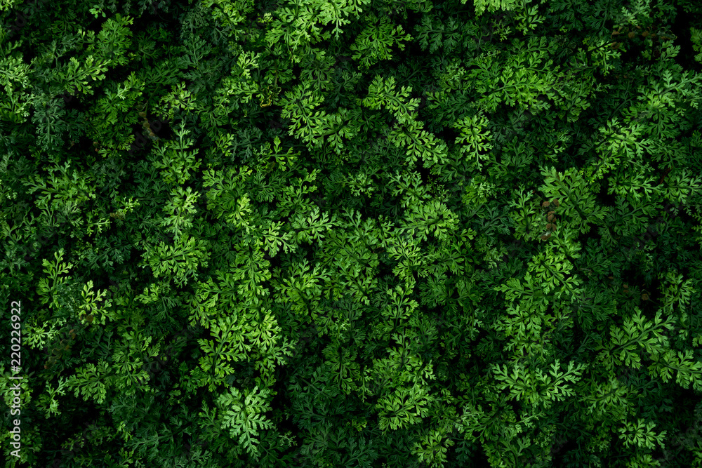 Beautiful tropical fern bushes for freshness natural design background.