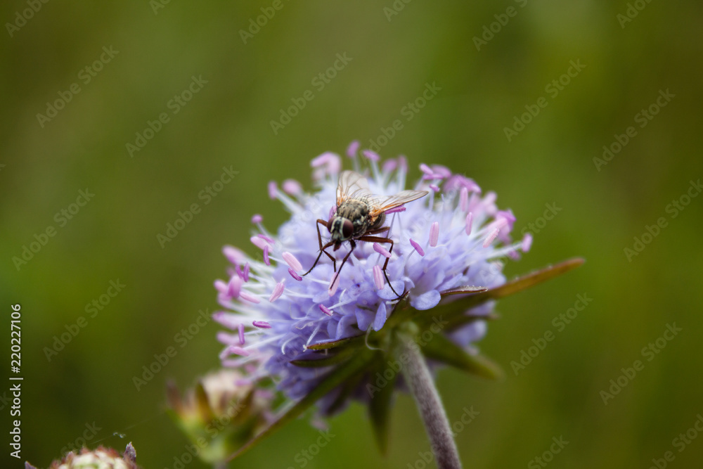 Beautiful shot of fly sitting on blue flower Beautiful shot of fly sitting on blue flower