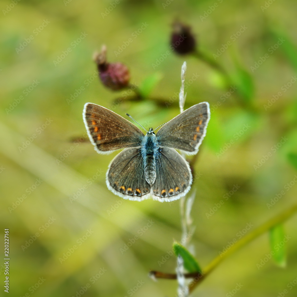 Fototapeta premium Small butterfly Polyommatus on blurred green background