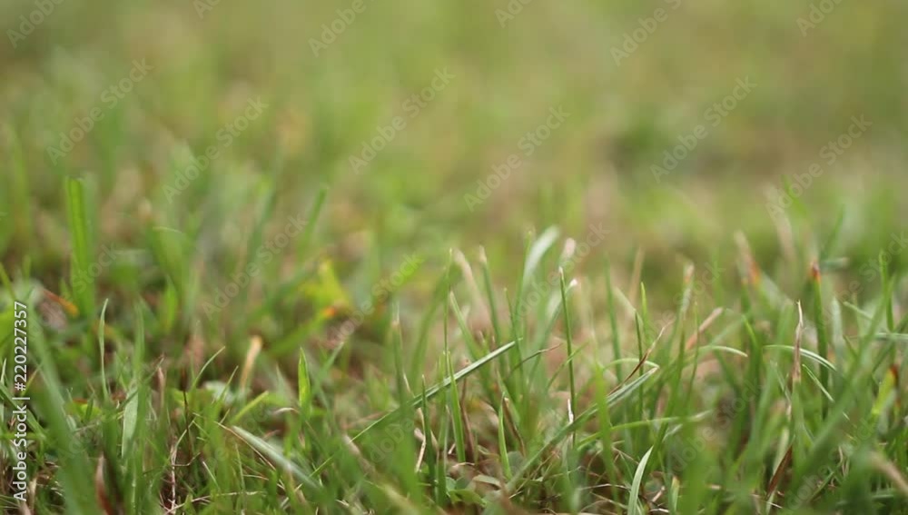 braune und grüne Grashalme auf einer Wiese