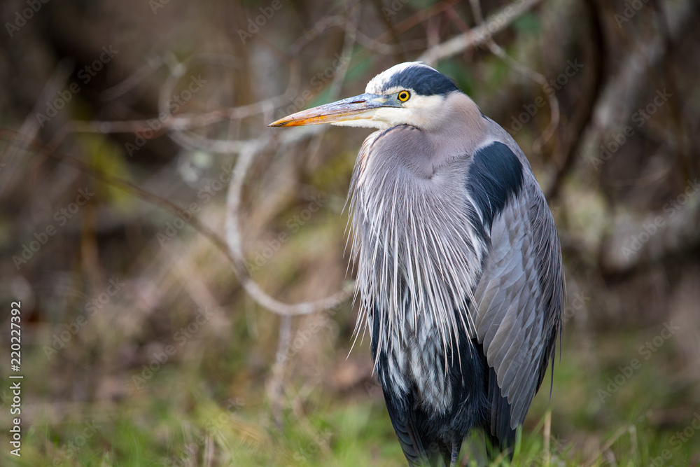 Unusually cold weather in the Pacific Northwest has animals, like this Great Blue Heron, seeking shelter; in this bird's case, even the shelter of its own flight feathers. Unusually cold weather in the Pacific Northwest has animals, like this Great Blue Heron, seeking shelter; in this bird's case, even the shelter of its own flight feathers.