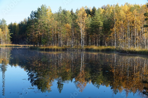 Shore of the lake with autumn forest of coniferous and deciduous trees with reflection in the water. Birches are yellow and orange, pines are green. The water is blue, the sky is blue.