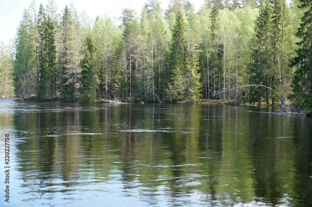 River Bank with dense coniferous and deciduous forest, birch, pine, spruce in the forest. The forest is reflected in the water. The day is clear, Sunny. The water is calm.