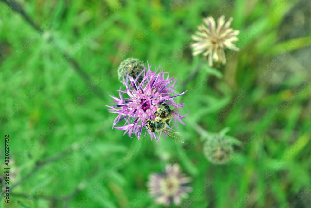 Honey bee collecting nectar on the bud of purple wild cornflower, soft green grass bokeh background, top view Honey bee collecting nectar on the bud of purple wild cornflower, soft green grass bokeh background, top view