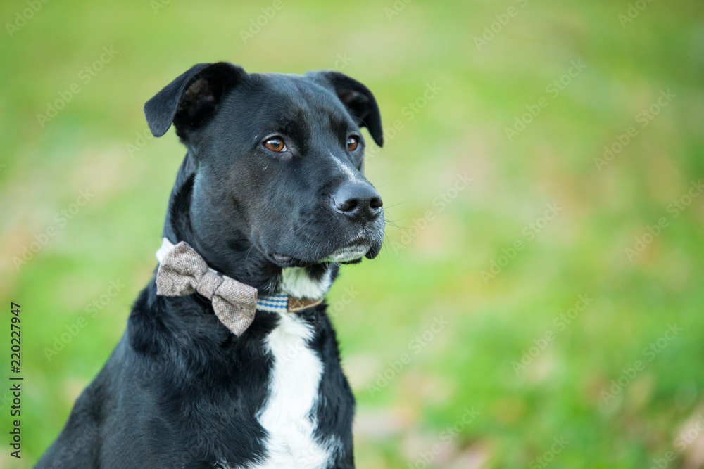 Portrait of a Boxer-Labrador mix, also known as a 