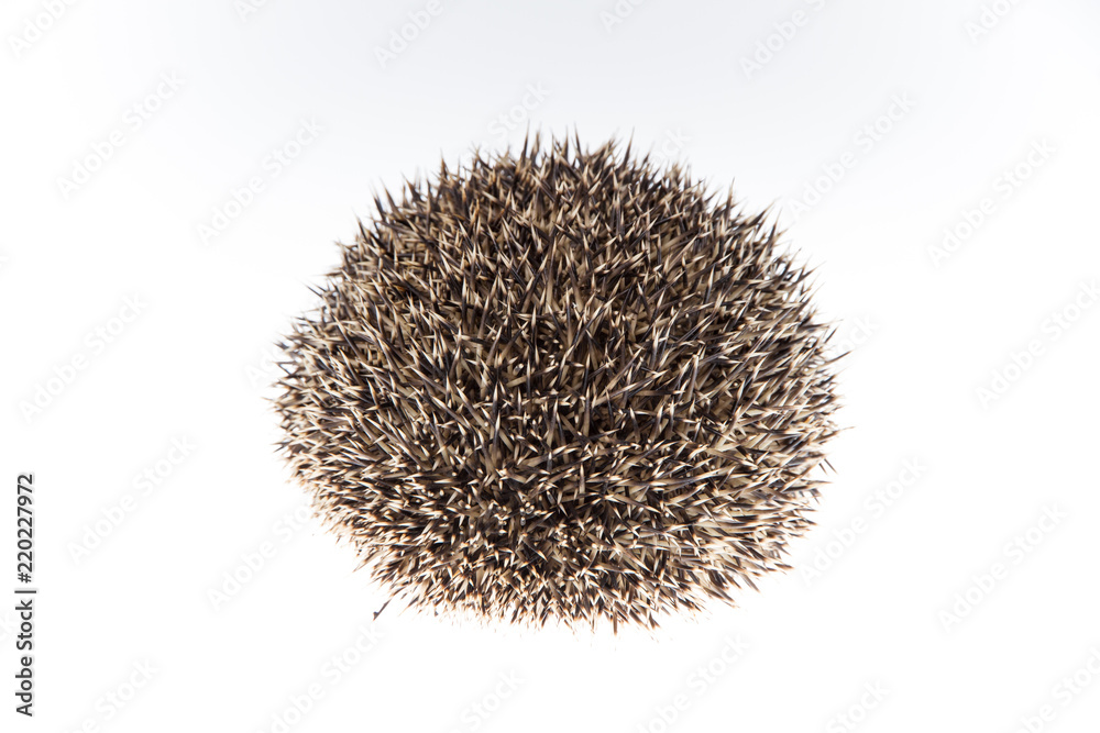 Igel (Erinaceus europaeus), komplett zusammengerollt Igel (Erinaceus europaeus), komplett zusammengerollt