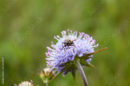 Beautiful shot of fly sitting on blue flower © Michal