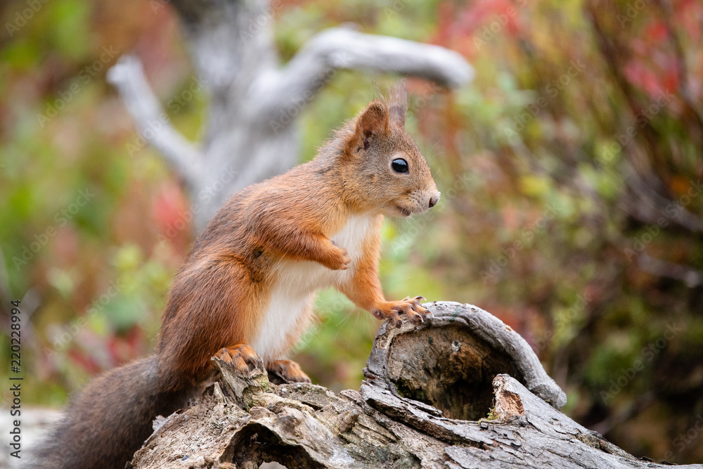 Red squirrel (Sciurus vulgaris) in fall Red squirrel (Sciurus vulgaris) in fall