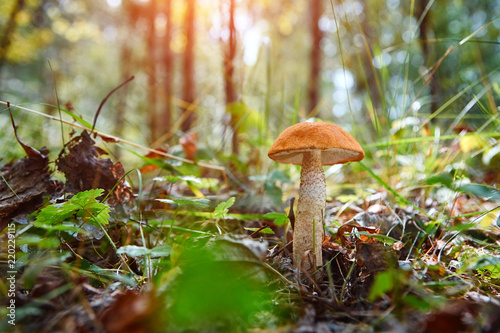 Autumn landscape. Small Leccinum mushroom in the forest grass and pine needles in the sunlight, closeup.
