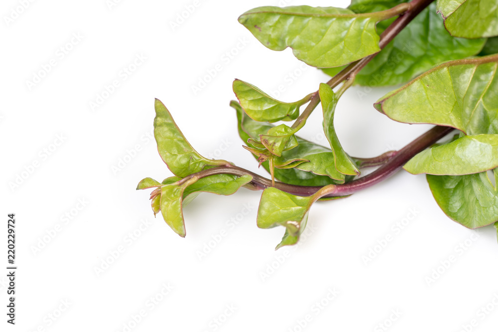 Organic vibrant red Malabar Spinach isolated on white Organic vibrant red Malabar Spinach isolated on white