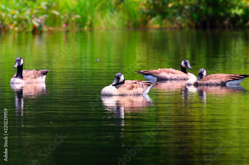 Wild Canadian Geese enjoying some getting some rest in the pond