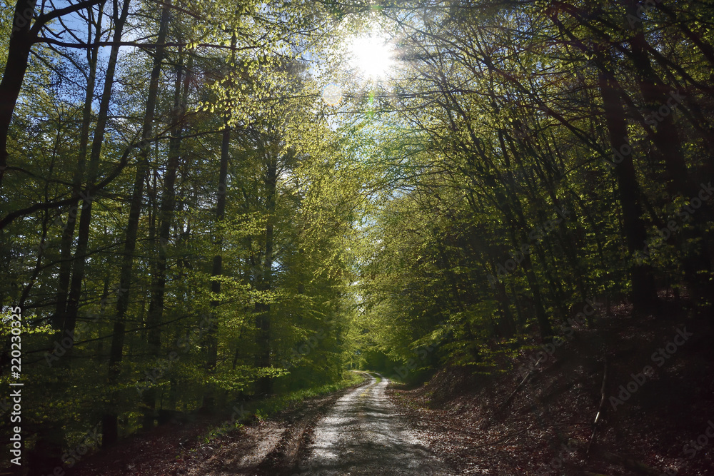 Obraz premium Die Forststraße im Frühlings Wald