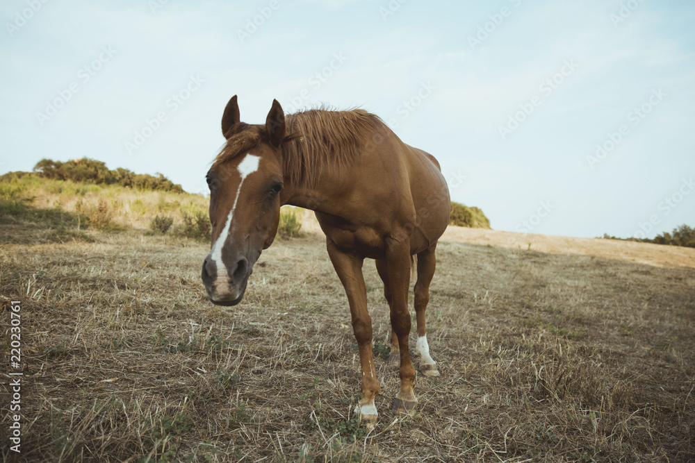 Obraz premium Cavallo che mangia
