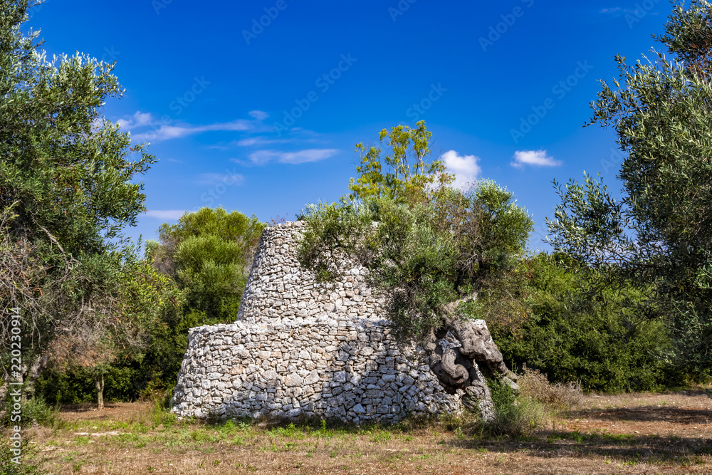 ancient olive trees of Salento, Italy, Puglia