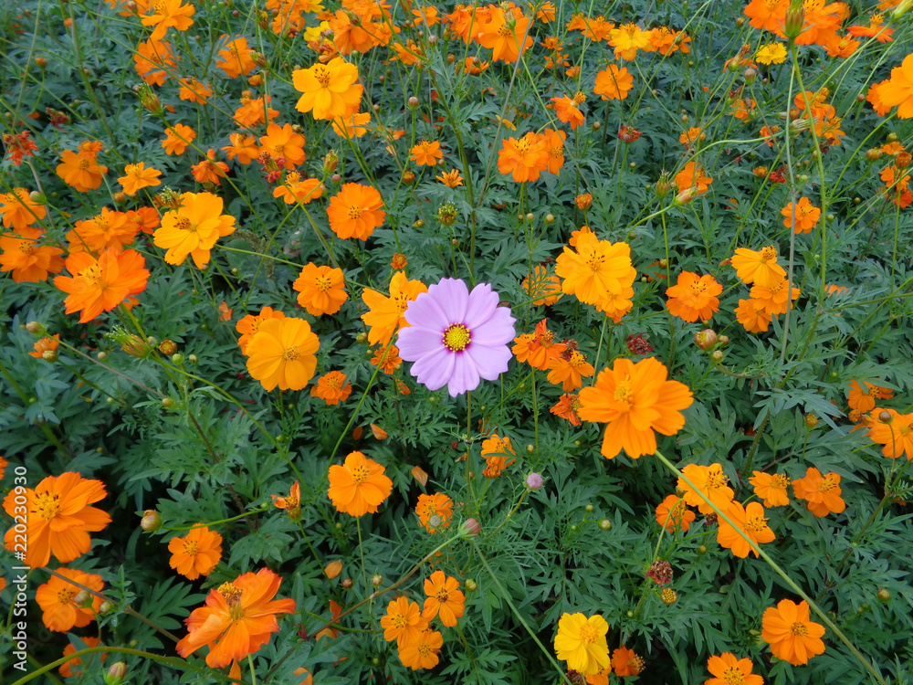 Vibrant Yellow Cosmos Flower Field with Only One Pink Cosmos Flower, North Eastern Thailand
