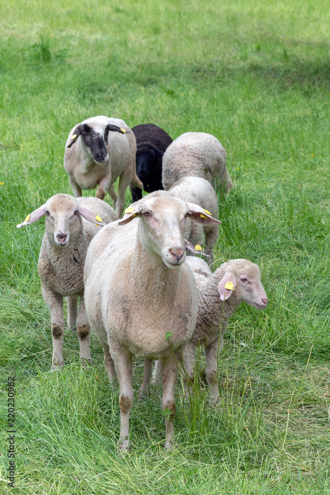 Obraz premium Sheep family including the 