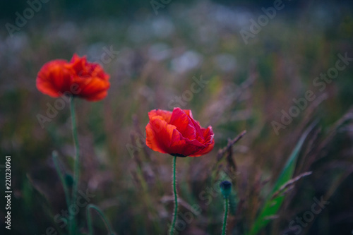 Wild red Poppies