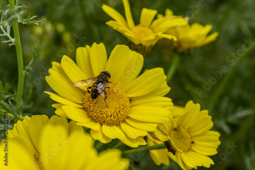 ape su fiore giallo