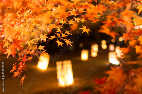 ライトアップ紅葉～森林公園～