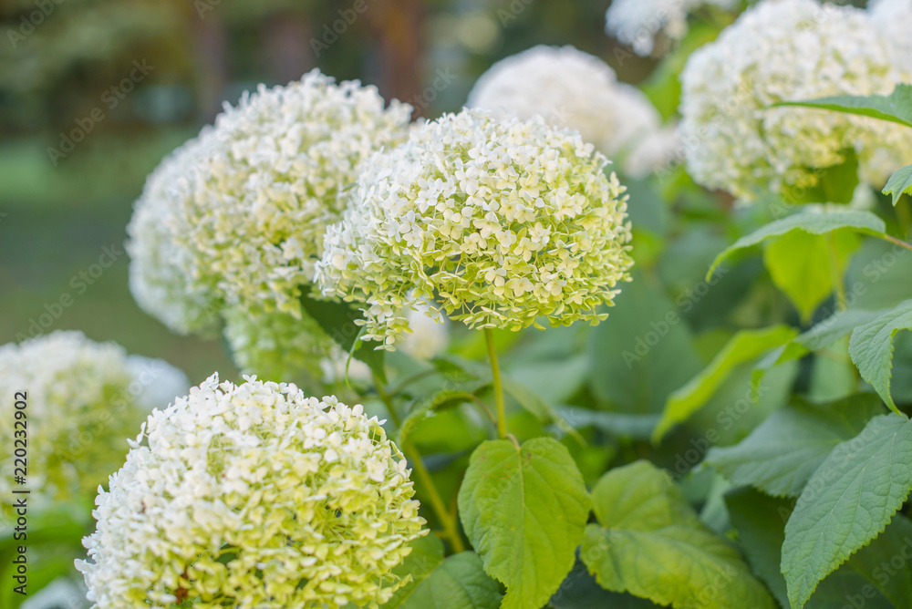 white hydrangea bushes